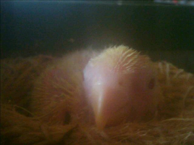 my willi
